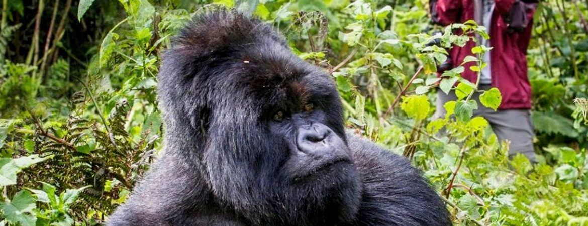 Uganda 2 Day Safaris