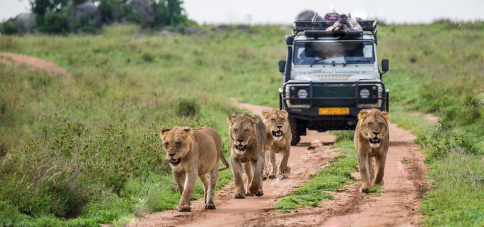 Uganda Safari