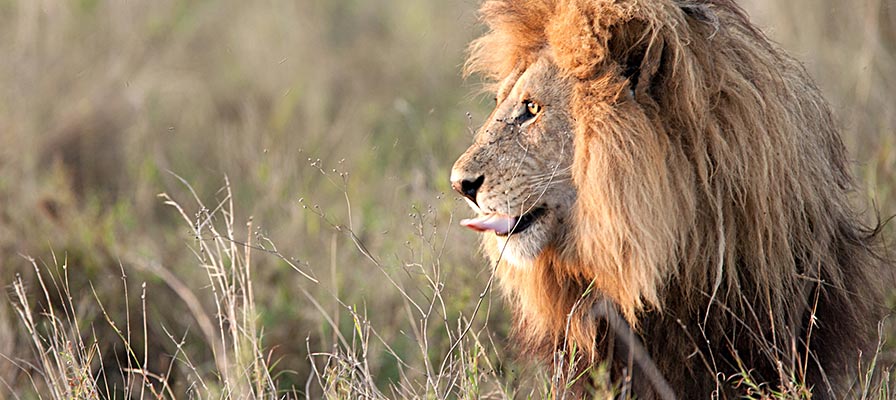 Uganda Safari Booking