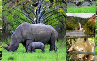 Uganda Safari Booking