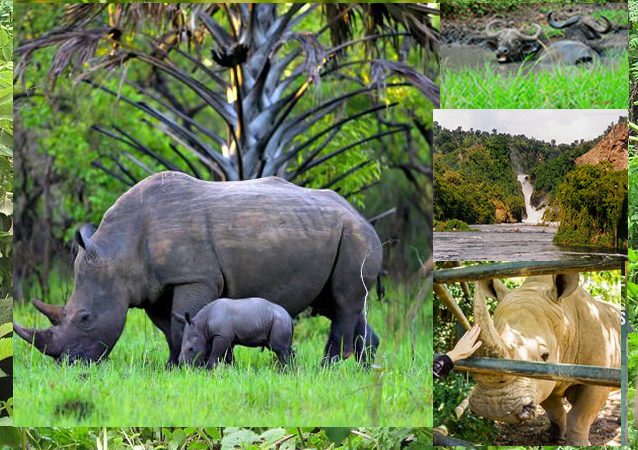Uganda Safari Booking