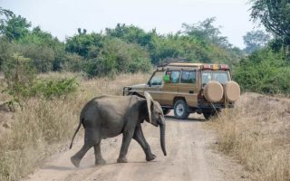 Mother’s Day safari