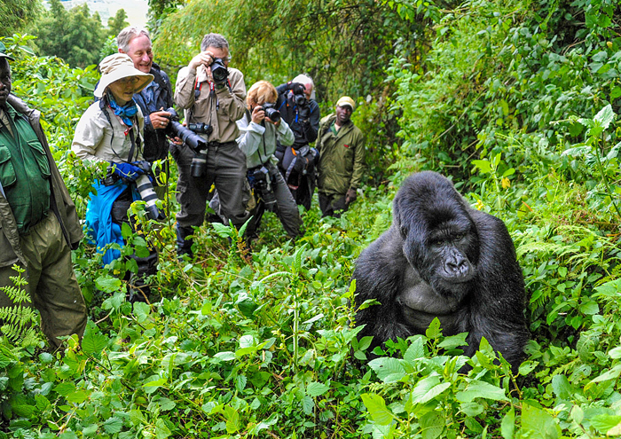 Uganda Safari Tourist