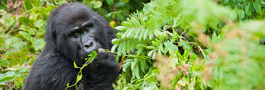Uganda Safari Trip