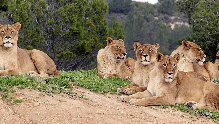 Uganda Safari TripAdvisor