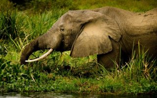 Uganda Safari Trip