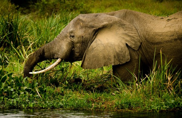 Uganda Safari Trip