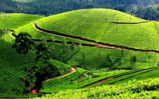Uganda Tea Safari
