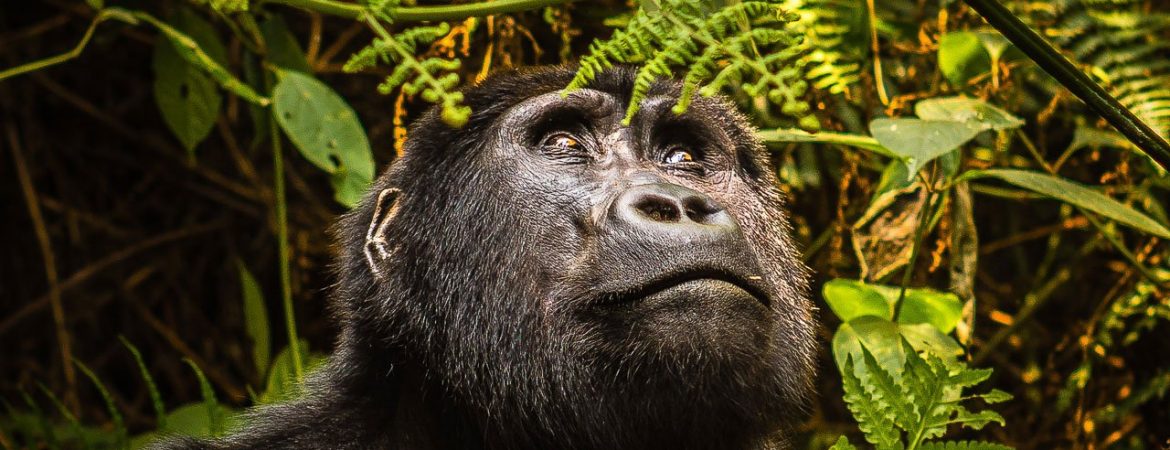 Uganda the Land of Endless Wonders