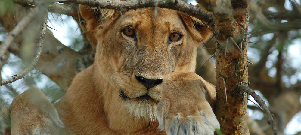 A piece of Uganda Safaris