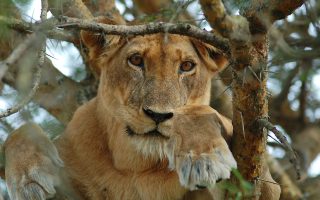 A piece of Uganda Safaris