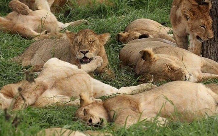 5 Days Bwindi & Queen Elizabeth Park Safari | Gorilla Trekking & Wildlife