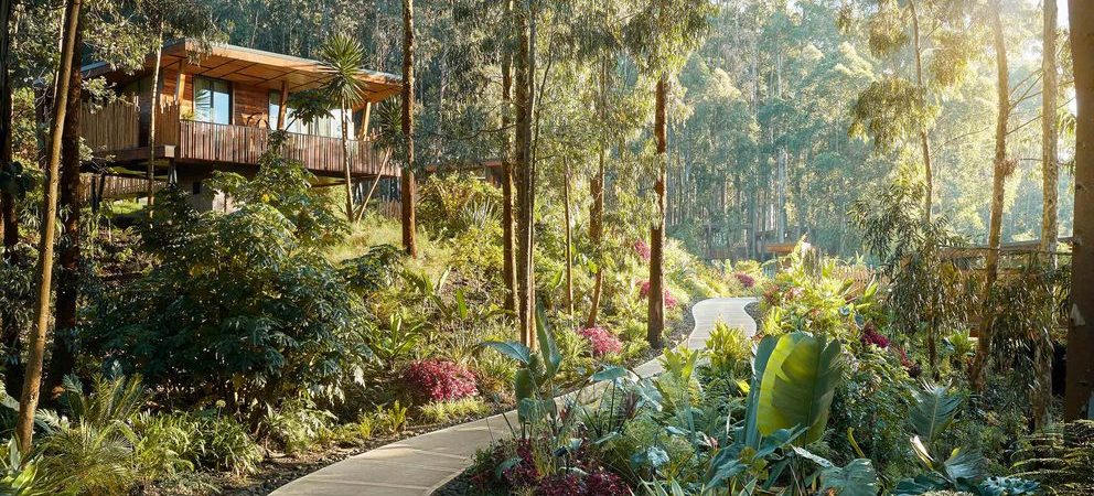 One and Only Gorillas Nest