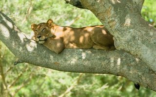 What Is The Leading Tourist Attraction In Uganda?