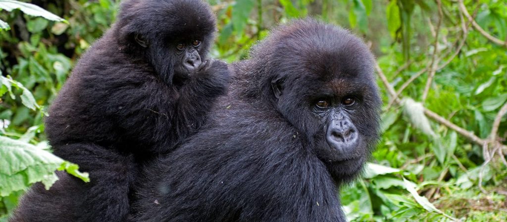 10 Days Uganda Rwanda gorilla trekking safari