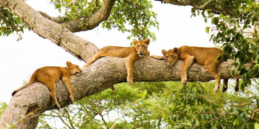 Reasons to visit Uganda