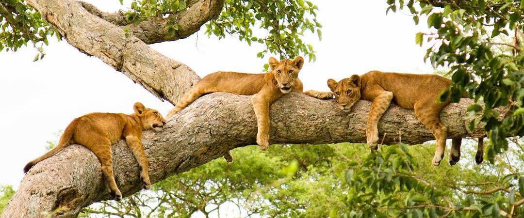 Reasons to visit Uganda