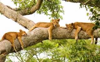 Reasons to visit Uganda
