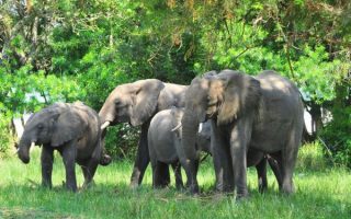 3 Days Murchison fall national park safari