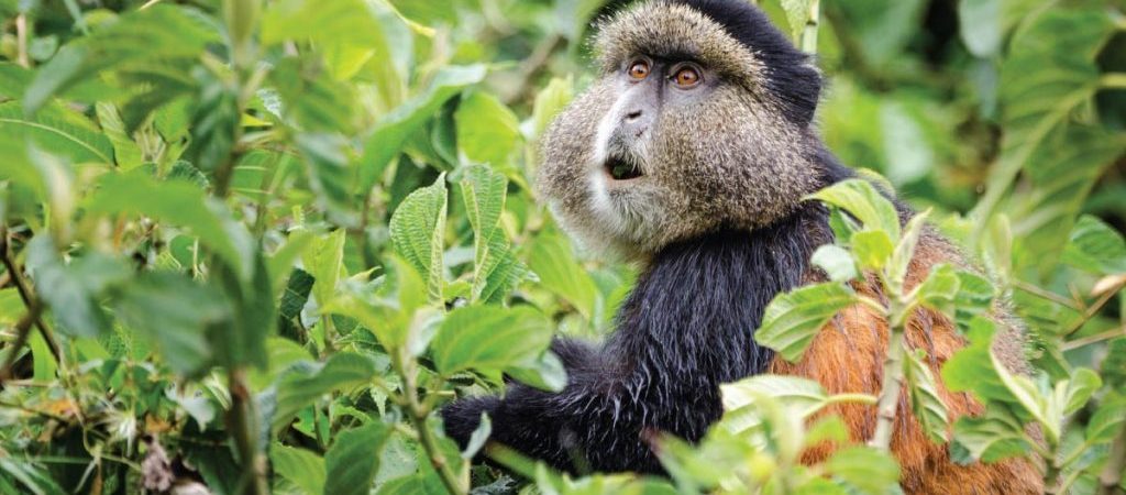 12 Days Classic Rwanda Safari