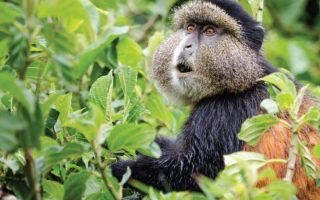 12 Days Classic Rwanda Safari