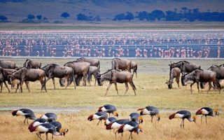 3 Days Lake Manyara Safari