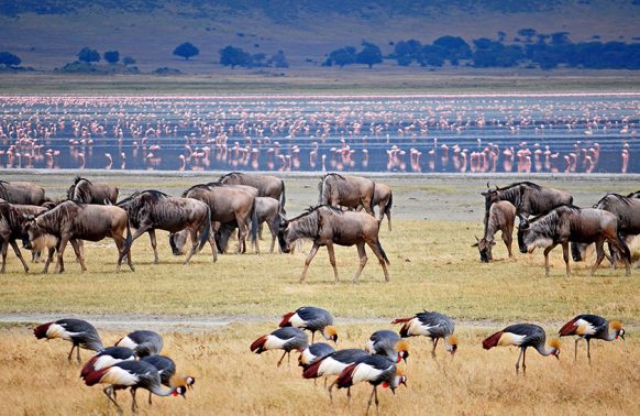 3 Days Lake Manyara Safari