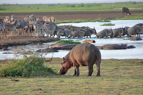 3 Days Lake Manyara Safari