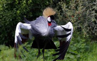 3 Days Lake Mburo Birding Safari