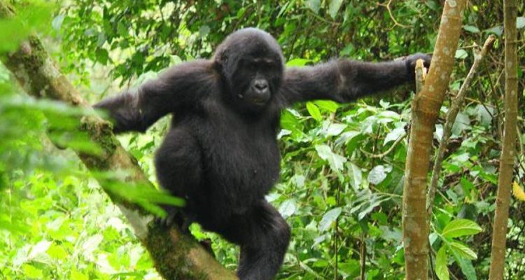 5 Days Chimpanzee Trekking and Gorilla Habituation Experience