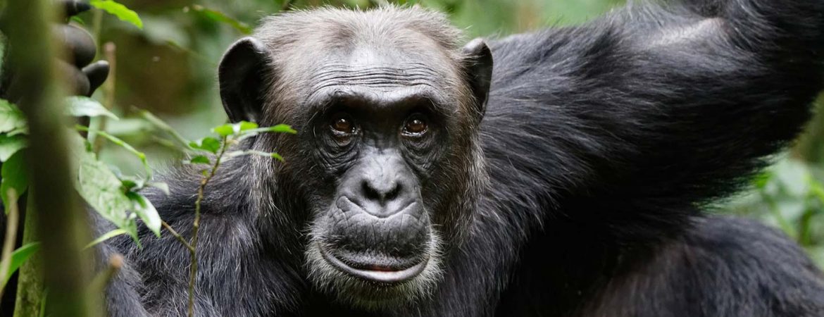5 Days Chimpanzee Trekking and Gorilla Habituation Experience
