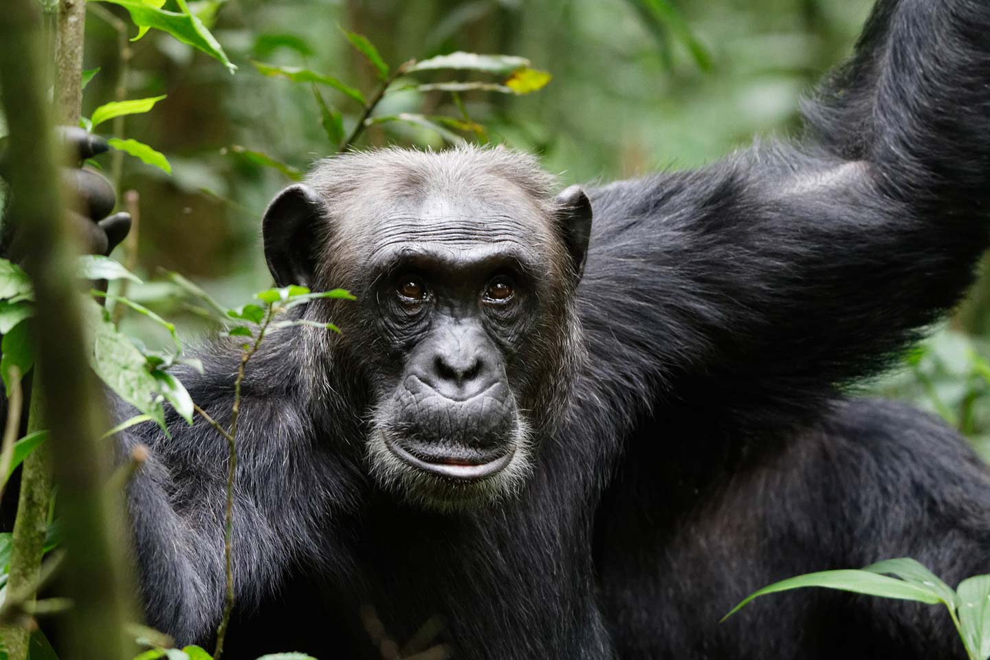 5 Days Chimpanzee Trekking And Gorilla Habituation Experience