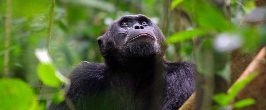 5 Days Murchison Falls and Chimpanzee Trekking Safari