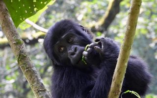 6 days Uganda gorilla tracking and wildlife safari