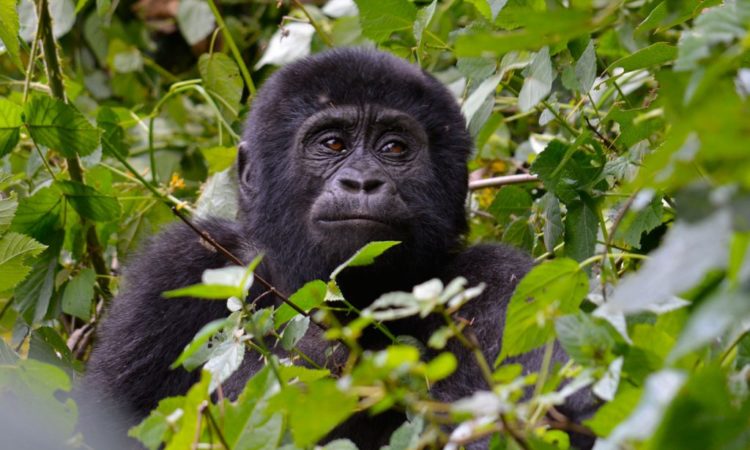 9 Days Uganda Rwanda Primates and Wildlife Safari