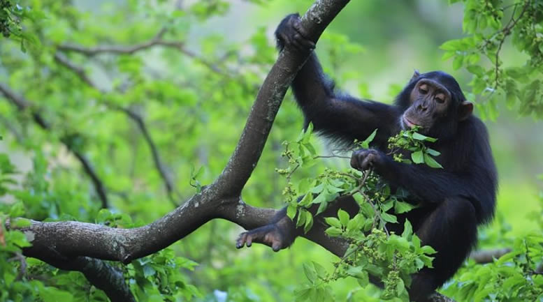 9 Days Uganda Rwanda Primates and Wildlife Safari