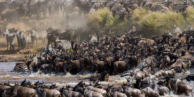 12 Days Wildebeest Migration & Congo Safari