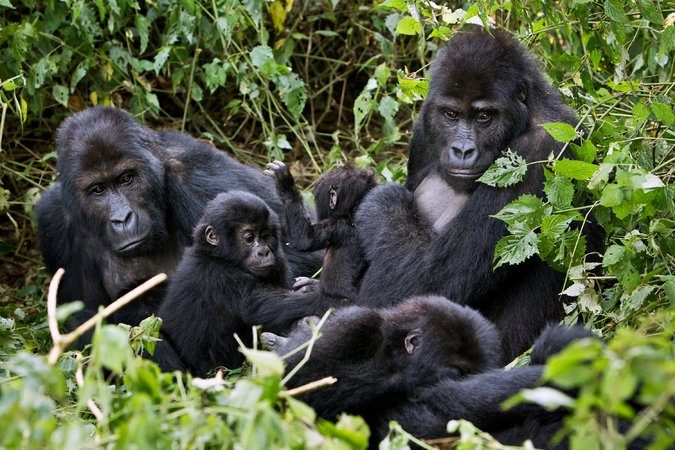 12 Days Wildebeest Migration & Congo Safari