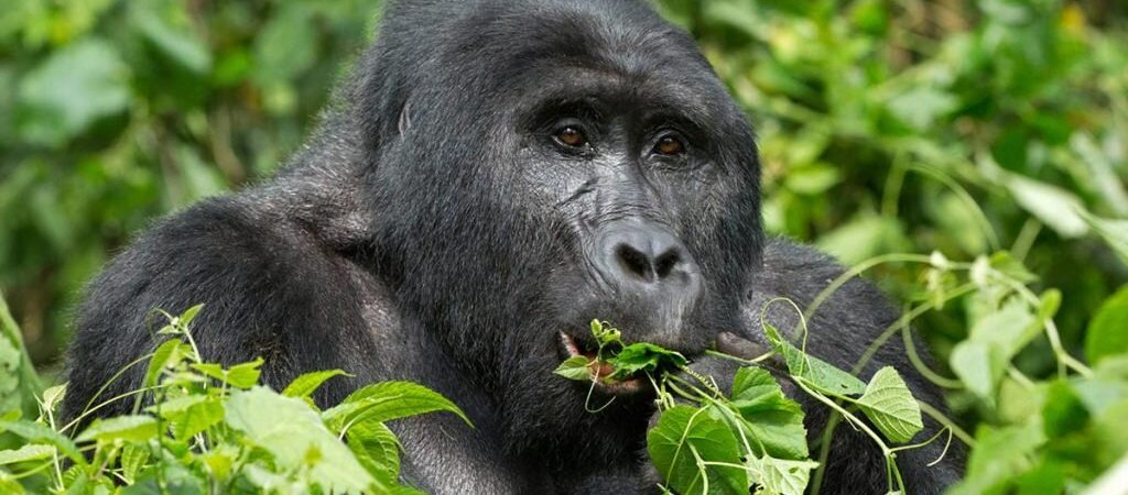 10 Days Uganda Wildlife and Primates Safari