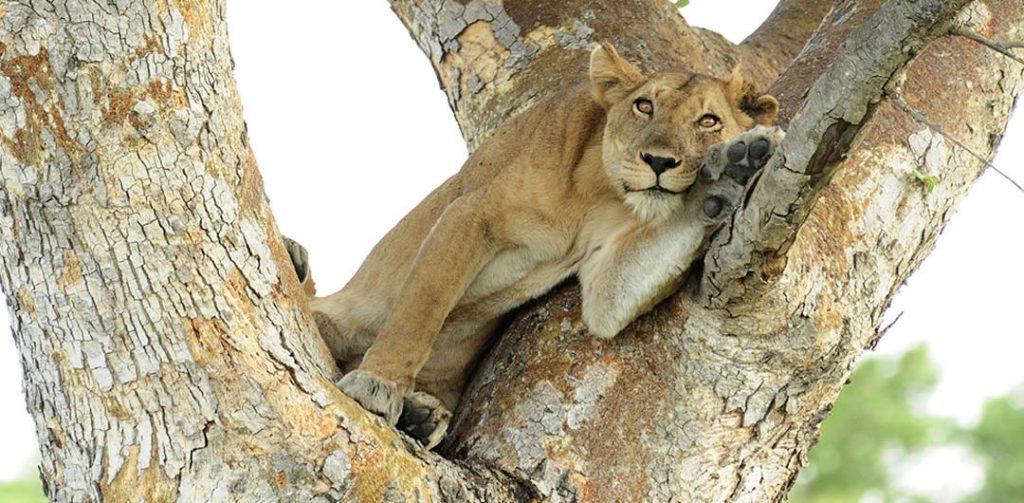 7 Days Uganda Mountaineering and Wildlife Safari