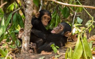 Chimpanzee Trekking Destinations in Tanzania