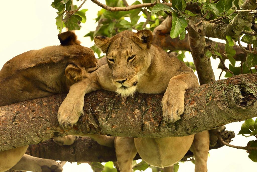 3 Days Kibale Chimpanzee and Queen Elizabeth Wildlife Safari