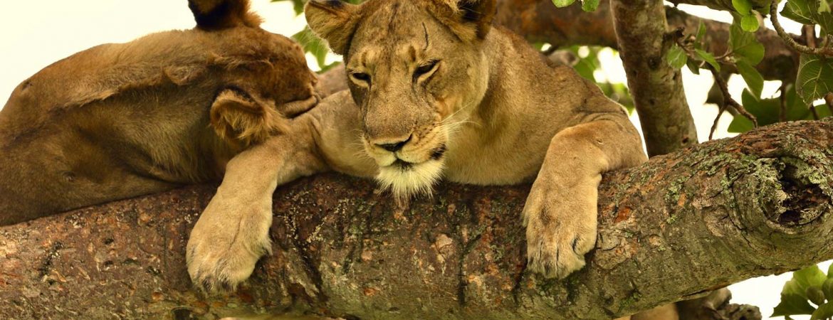 3 Days Kibale Chimpanzee and Queen Elizabeth Wildlife Safari