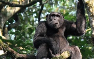 3 Days Uganda Chimpanzee Habituation Safari