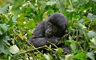 3 Days Uganda Gorilla Habituation Experience from Kigali