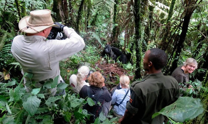 3 Days Uganda Gorilla Habituation Experience from Kigali