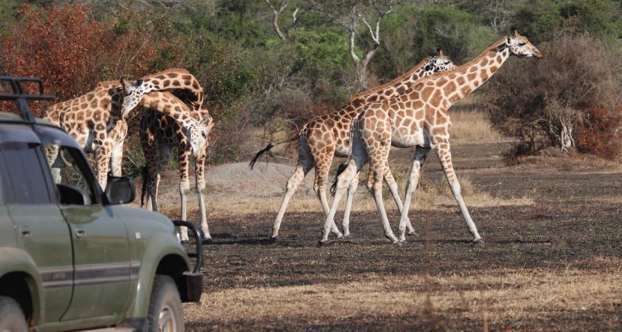 4 Days Lake Mburo and Queen Elizabeth Wildlife Safari