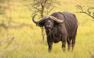 4 Days Lake Mburo and Queen Elizabeth Wildlife Safari