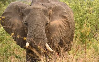 4 Days Semuliki National Park Safari