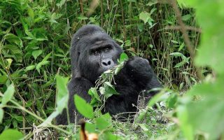 5 Reasons why you should trek Gorillas in Uganda